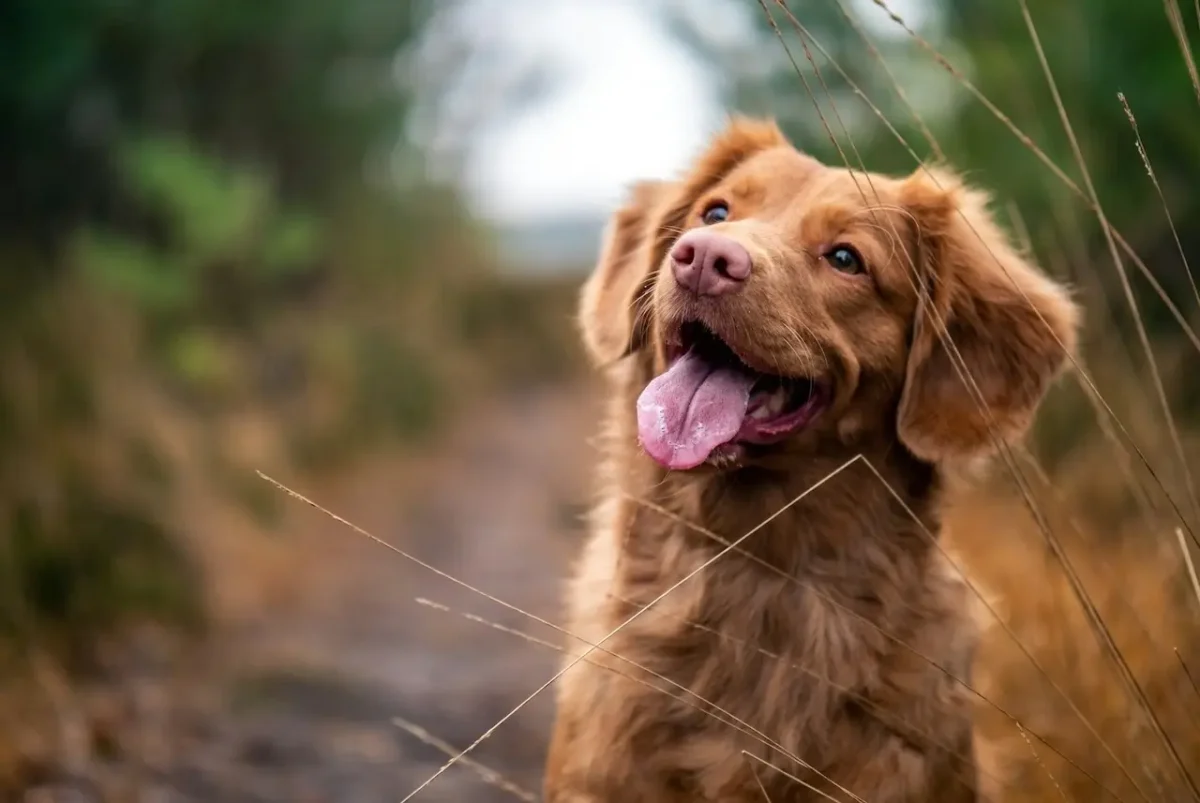 barrie animal-assisted therapy