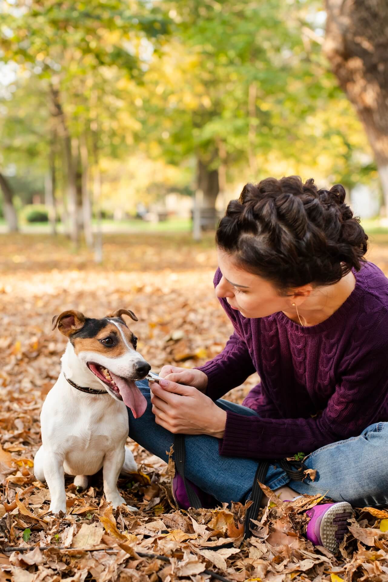 A gentle therapy dog offering calm companionship