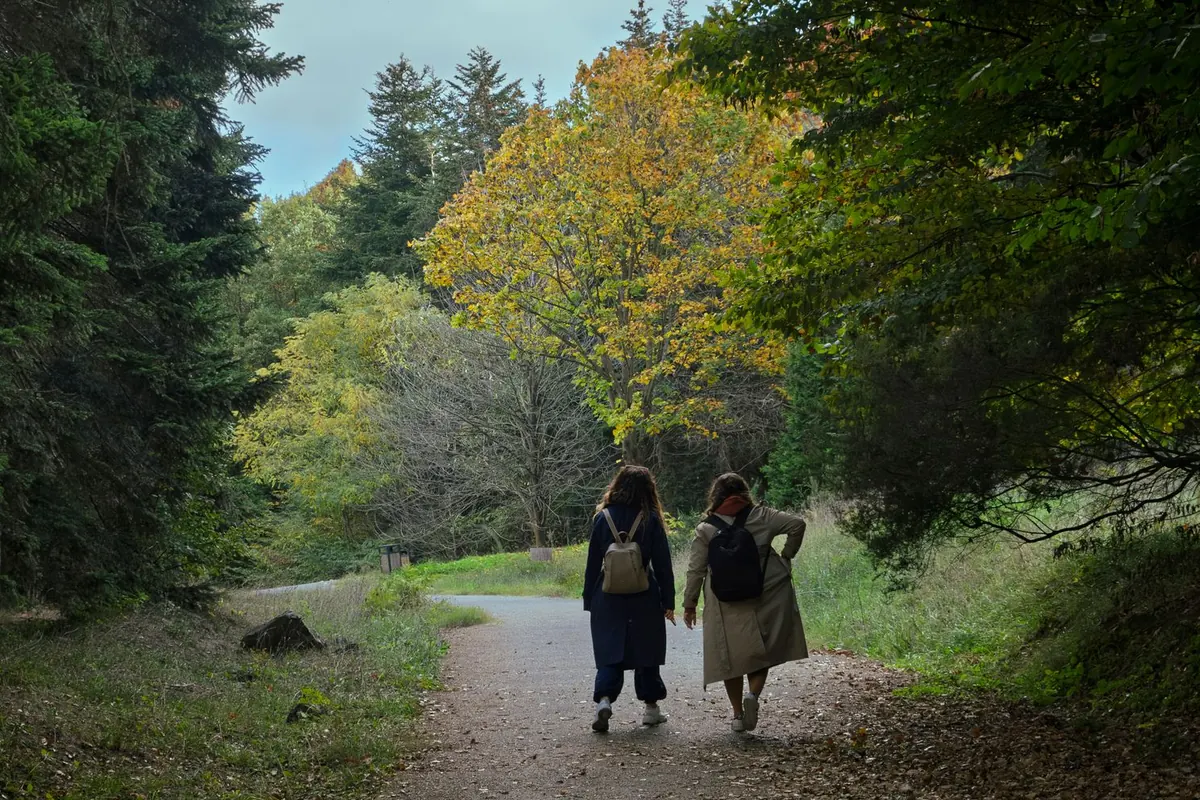 Two people walk side by side down a quiet forest road in autumn