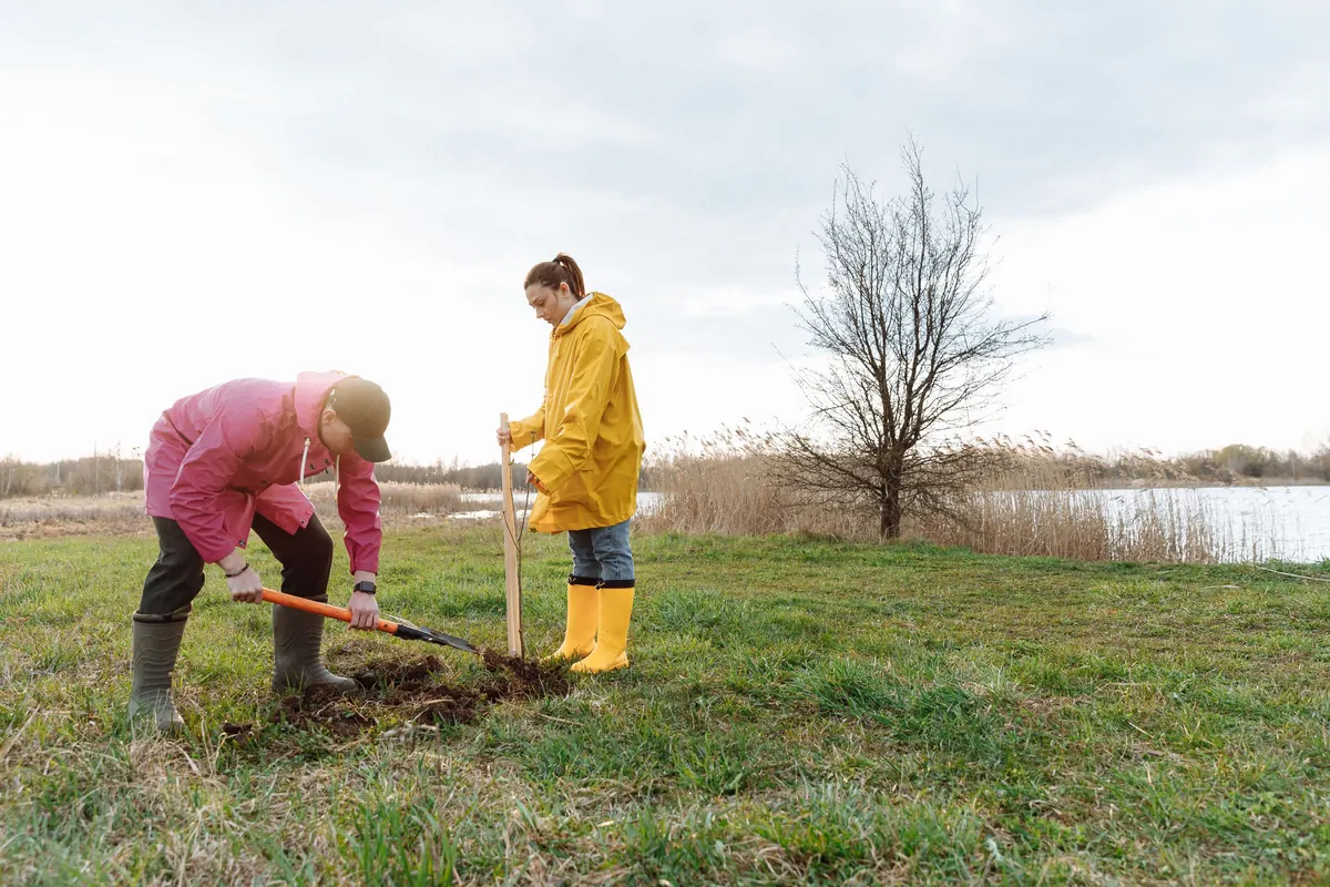 Two volunteers plant a young tree in a field by a lake
